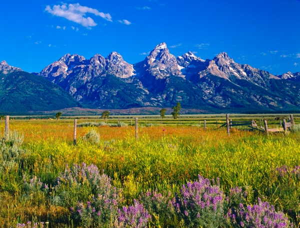 Mountains and wildflowers at Grand Teton National Park