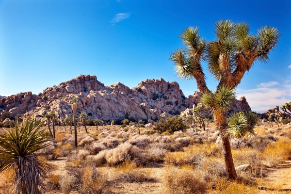 Yucca  Brevifolia Mojave Desert Joshua Tree National Park Califo